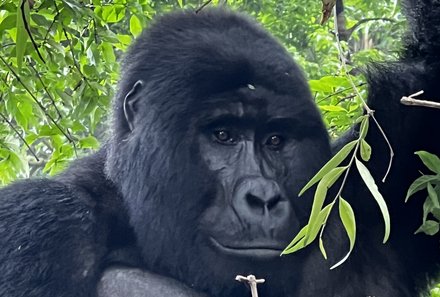 Uganda Familienurlaub - Uganda Family & Teens - Gorilla