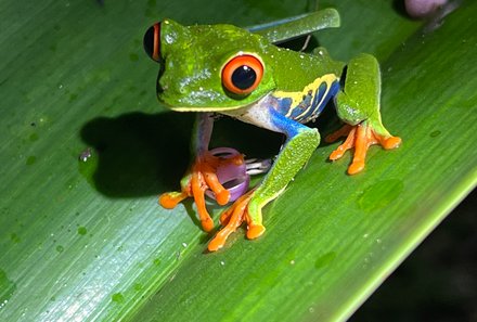 Costa Rica Familienreise - Costa Rica for family - Frosch auf einem Blatt