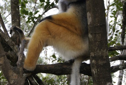 Madagaskar Familienreise - Madagaskar for family - Lemur