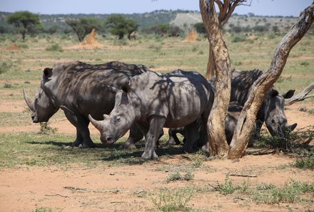 Namibia mit Kindern - Namibia individuell - Nashörner beim Rhino Tracking