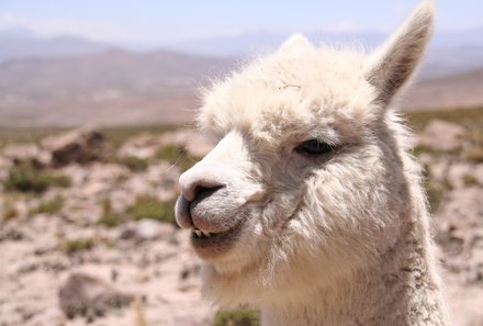 Peru mit Jugendlichen - Peru Erlebnisreise für Familien - weißer Lama