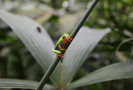 Familienreise Costa Rica individuell - Ecocentro danaus - Frosch sitzt auf Grashalm
