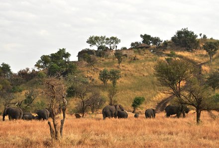 Serengeti mit Kindern individuell - Best of Familiensafari Serengeti - Grumeti Area