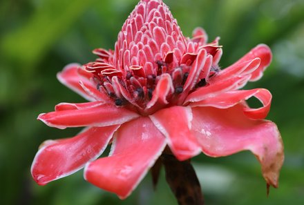 Costa Rica Familienreise - Costa Rica for family individuell - Blumenvielfalt