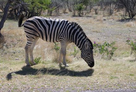 Namibia mit Kindern - Namibia for family individuell - Zebra im Etosha Nationalpark