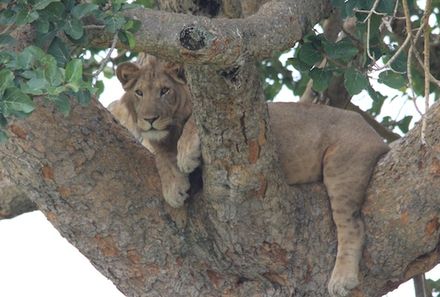 Uganda Familienurlaub - Uganda Family & Teens - Queen Elisabeth Nationalpark - Löwe auf Baum