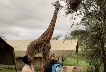 Tansania Familienreise - Tansania Family & Teens - Ngorongoro Conservation Area - Giraffe in Camp