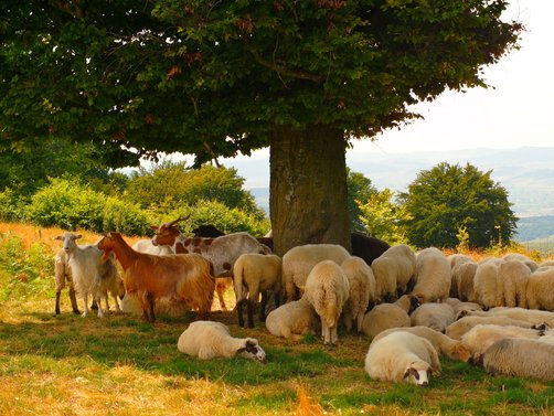 Rumänien Familienreise - Rumänien Reise mit Kindern - Schafe sehen