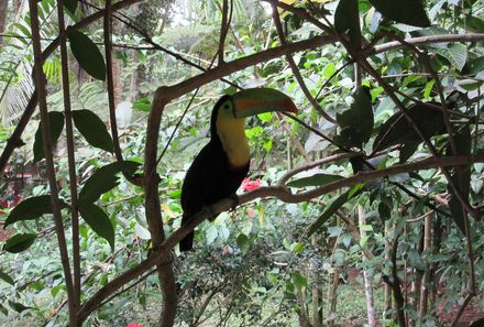 Costa Rica individuelle Familienreise mit Jugendlichen - Tukan im Baum