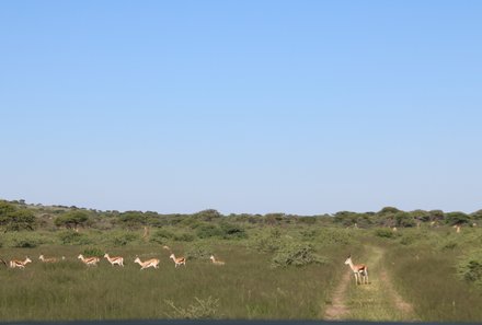Namibia mit Jugendlichen - Antilopen im Mahango Game Reserve - Otjiwarongo
