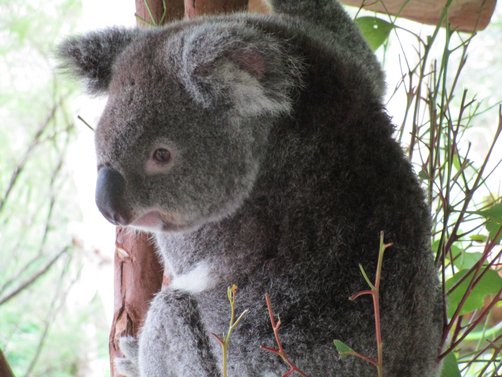 Australien Familienreise - Australien for family - Koalabär