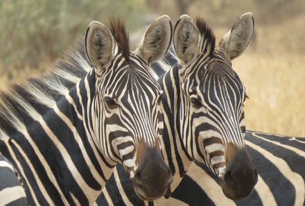 Serengeti mit Kindern individuell - Best of Familiensafari Serengeti - Zebras
