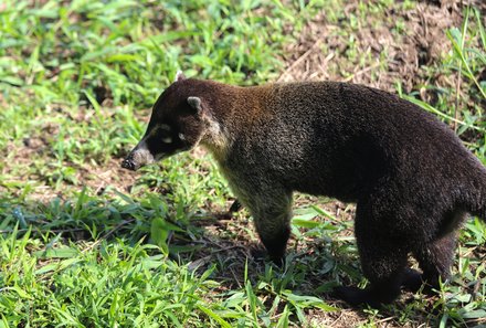 Costa Rica mit Kleinkindern - Tortuguero Nationalpark - Nasenbär