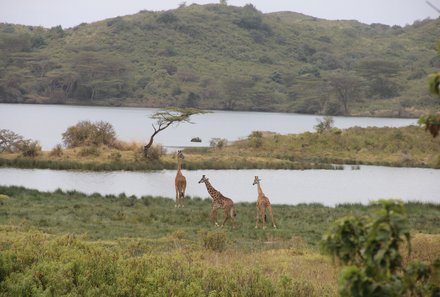 Tansania Familienurlaub - Tansania Family & Teens - Giraffen im Arusha Nationalpark