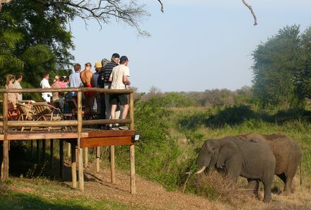 Familienreise Südafrika - Südafrika for family - Makutsi Safari Farm - Elefanten beobachten