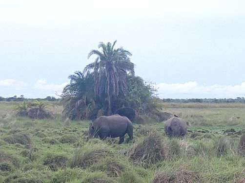 Svenja in Uganda - Familienreise nach Uganda - Nashorn Tracking