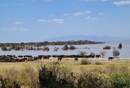 Tansania Familienreise - Tansania for family - Lake Manyara Nationalpark - Herde Büffel