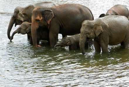 Sri Lanka young family individuell - Sri Lanka Individualreise mit Kindern - Elefanten im Udawalawe Nationalpark
