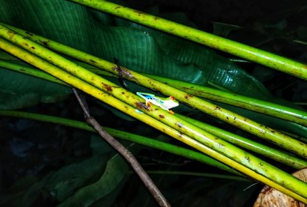 Costa Rica mit Kleinkindern individuell - La Tigra - Frosch in der Natur