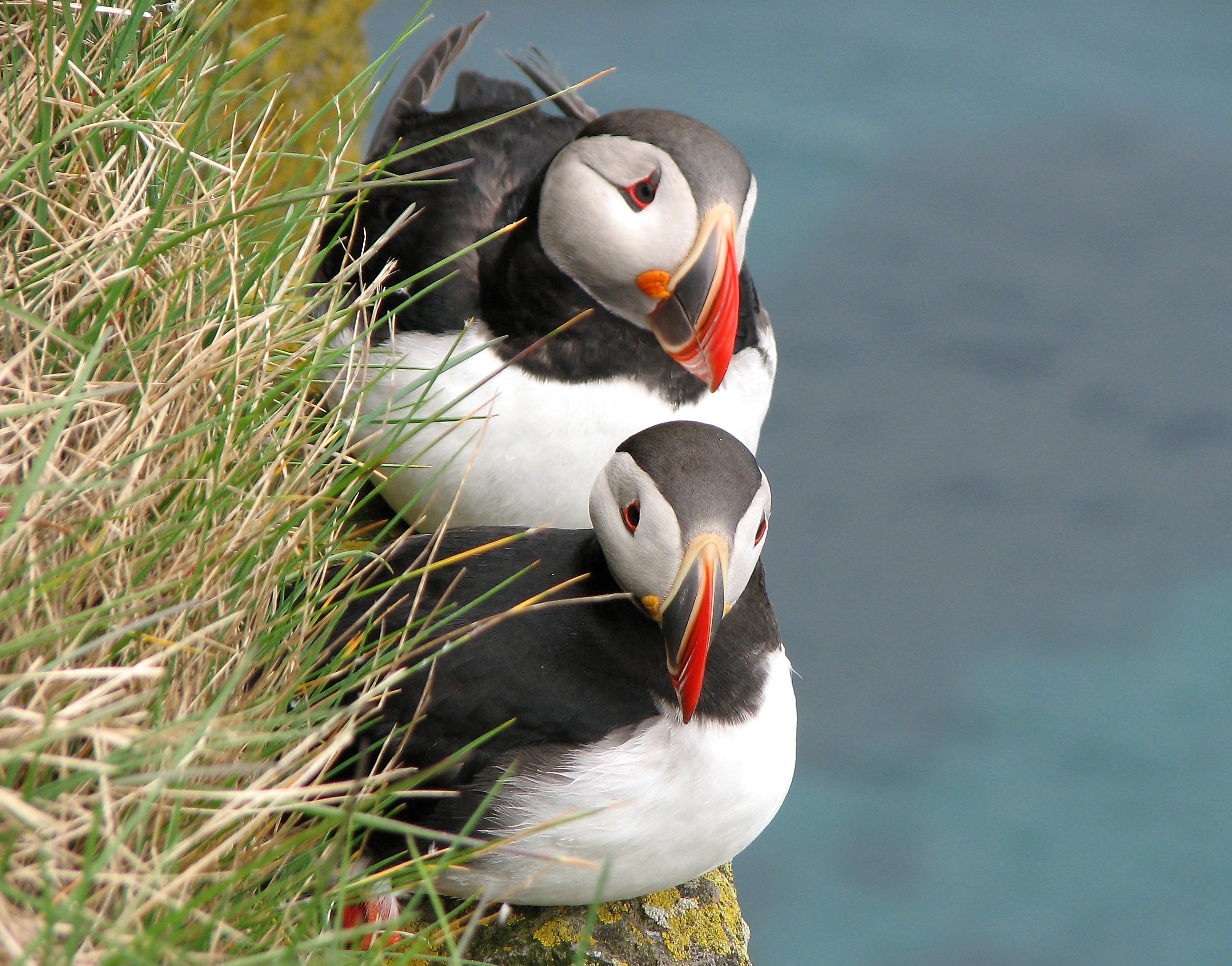 Zehn Gründe für einen Urlaub mit Kindern in Island - Beeindruckende Natur in Island - Papageitaucher