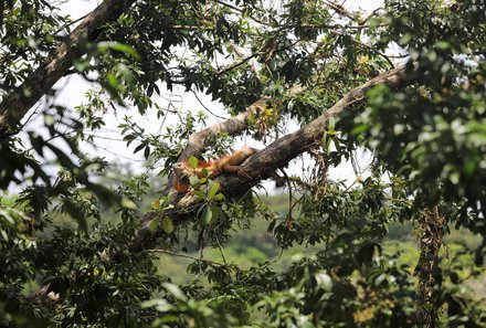 Costa Rica mit Kleinkindern - Tortuguero Nationalpark - Reptilien im Baum 