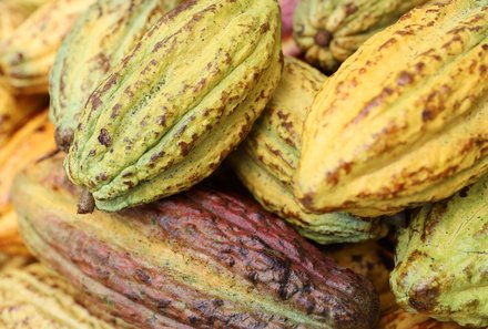 Costa Rica mit Kindern - Costa Rica for family individuell - Nahaufnahme Kakaofrüchte