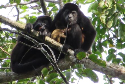 Costa Rica im Mietwagen - Affen im Baum