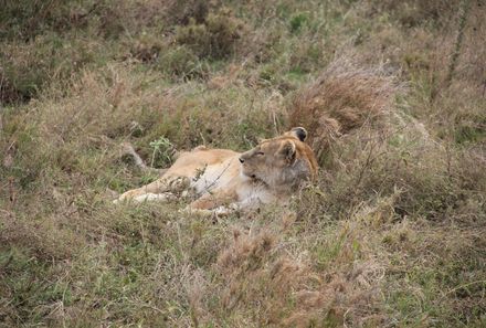 Tansania Familienreise - Tansania for family individuell - Löwe im Ngorongoro Krater