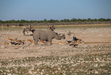 Namibia mit Kindern - Tiere Etosha Nationalpark