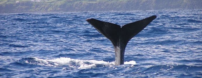 Tierbeobachtungen auf Fernreisen mit Kindern - Azoren mit Kindern - Walflosse