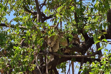 Tansania Familienreise - Tansania Tansania Family & Teens - Lake Manyara Nationalpark - Löwe auf dem Baum