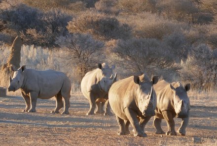 Namibia for family - Familienreise Namibia - Rhinos