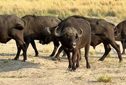 Namibia & Botswana mit Jugendlichen - Namibia & Botswana Family & Teens - Wasserbüffel