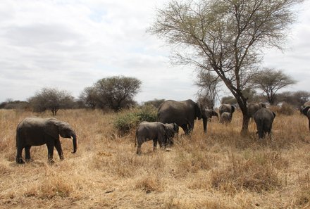Serengeti mit Kindern individuell - Best of Familiensafari Serengeti - Elefantenherde im Tarangire Nationalpark