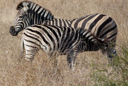 Reisebericht: Südafrika Makutsi Safari Farm - Südafrika mit Kindern - Südafrika mit Kindern - Zebras essen