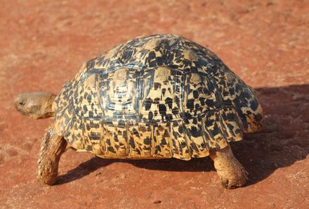 Kenia Familienreise - Kenia for family - Schildkröte