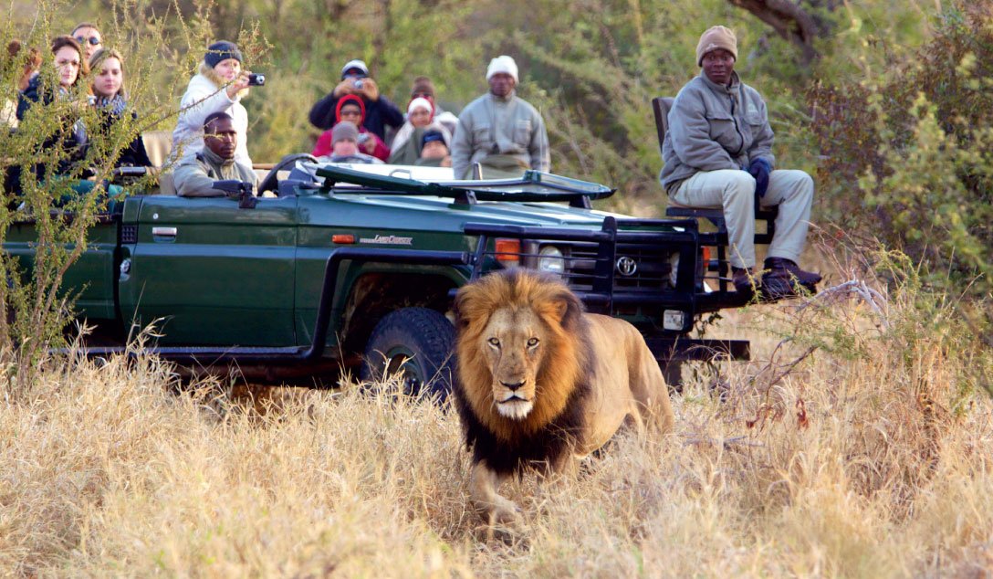 Südafrika mit Jugendlichen - Abenteuer, Kulturerlebnis & Safari mit Teenagern in Südafrika - Safari mit Jugendlichen und Löwe