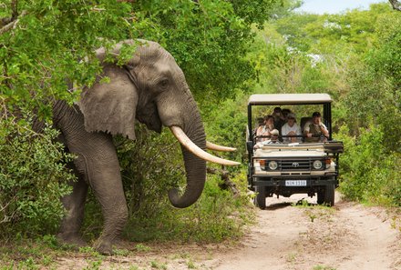 For Family Reisen - Reiseziele 2024 -Südafrika - Elefant und Jeep