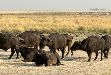 Botswana mit Kindern - Botswana Fly-In-Safari individuell - Chobe Nationalpark mit Büffeln