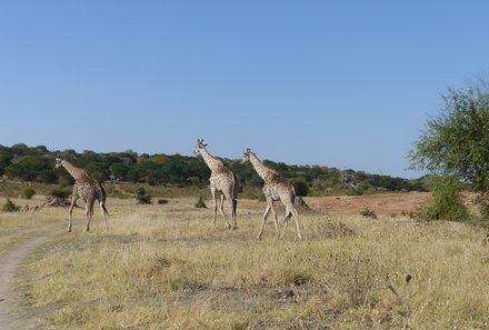 Namibia & Botswana mit Jugendlichen - Namibia & Botswana Family & Teens - Safari im Chobe Nationalpark - Giraffen