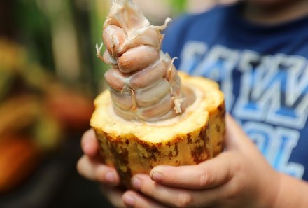 Costa Rica mit Kindern - Costa Rica for family individuell - Kakaofrucht aufgeschnitten