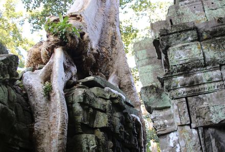 Vietnam & Kambodscha Familienreisen - Baum im  Raider Tempel Ta Prohm 