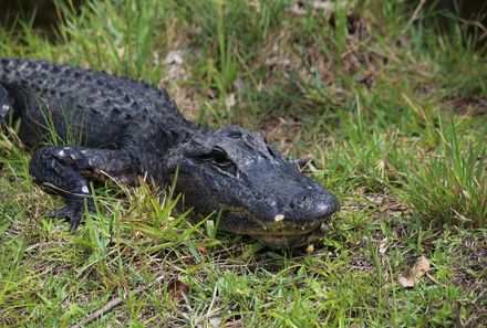 Florida Familienreise - Florida for family - Everglades Nahaufnahme Alligator