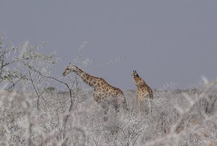 Namibia Familienurlaub - Namibia Family & Teens - Etosha Nationalpark - Giraffen