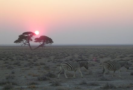 Familienurlaub Namibia - Namibia mit Teenagern - Zebras vor Sonnenuntergang
