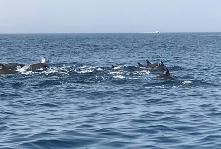 Oman mit Kindern individuell - Oman for family individuell Familienabenteuer Wüste & Berge - Delfine im Meer