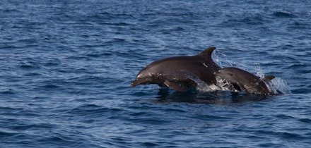Mexiko mit Kindern - Expertin für Mexiko und Afrika Familienurlaub - Delfine Mahahual
