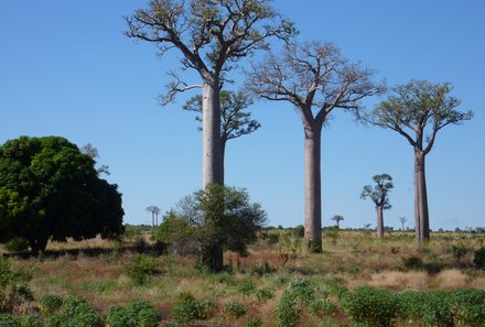 Namibia & Botswana mit Jugendlichen - Namibia & Botswana Family & Teens - Ost-Caprivi - Affenbrotbäume