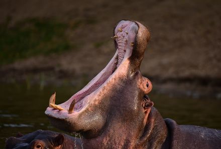 Uganda Familienurlaub - Uganda Family & Teens - Murchison Falls Nationalpark Flusspferd reißt Maul auf