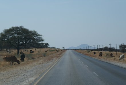 Namibia & Botswana mit Jugendlichen - Namibia & Botswana Family & Teens - Fahrt zum Etosha Nationalpark